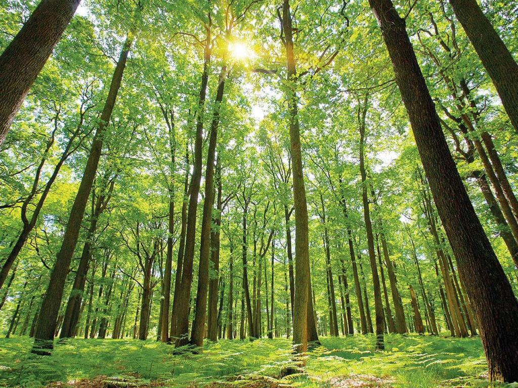 La Voce che Sei: Ritiro Yoga sul Chakra della Gola a DianoGreen
